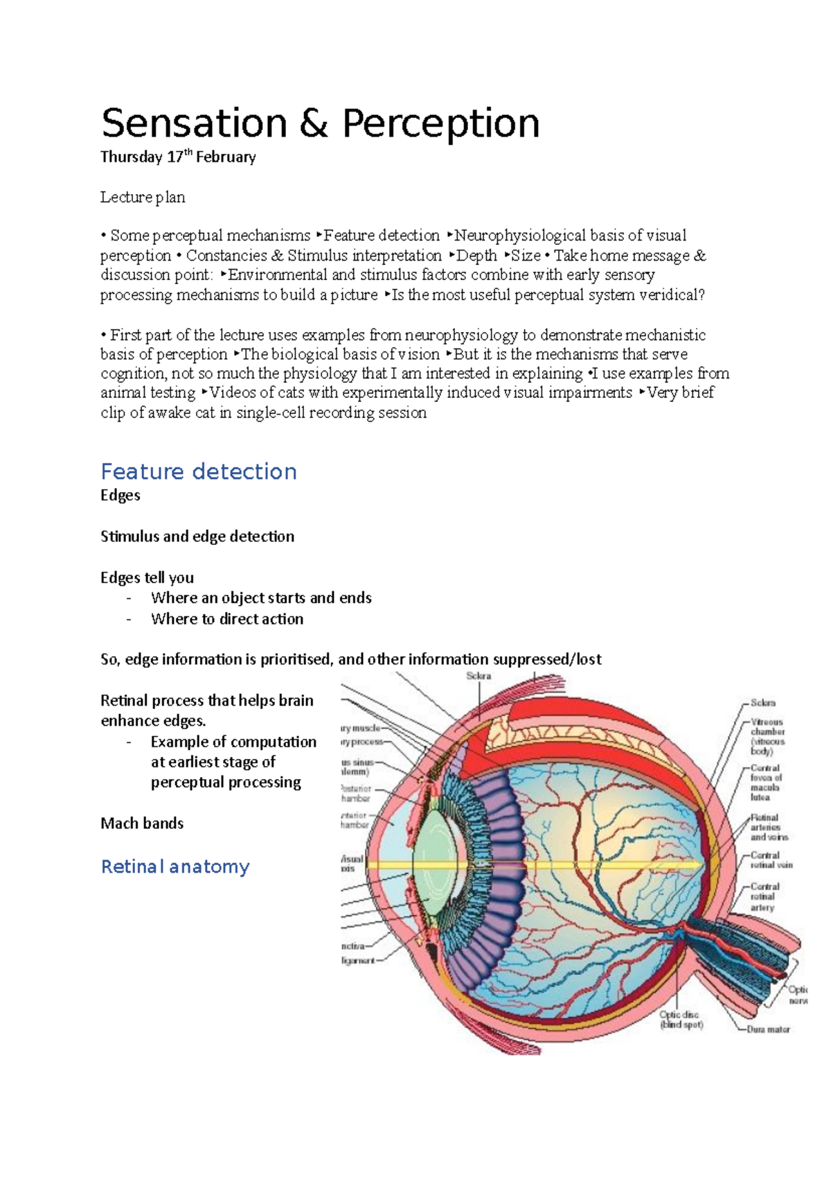 Sensation & Perception UEA Studocu