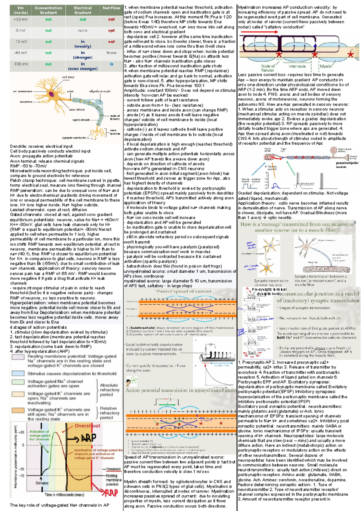Cheat Sheet - Dendrite: receives electrical input Cell body:passively ...