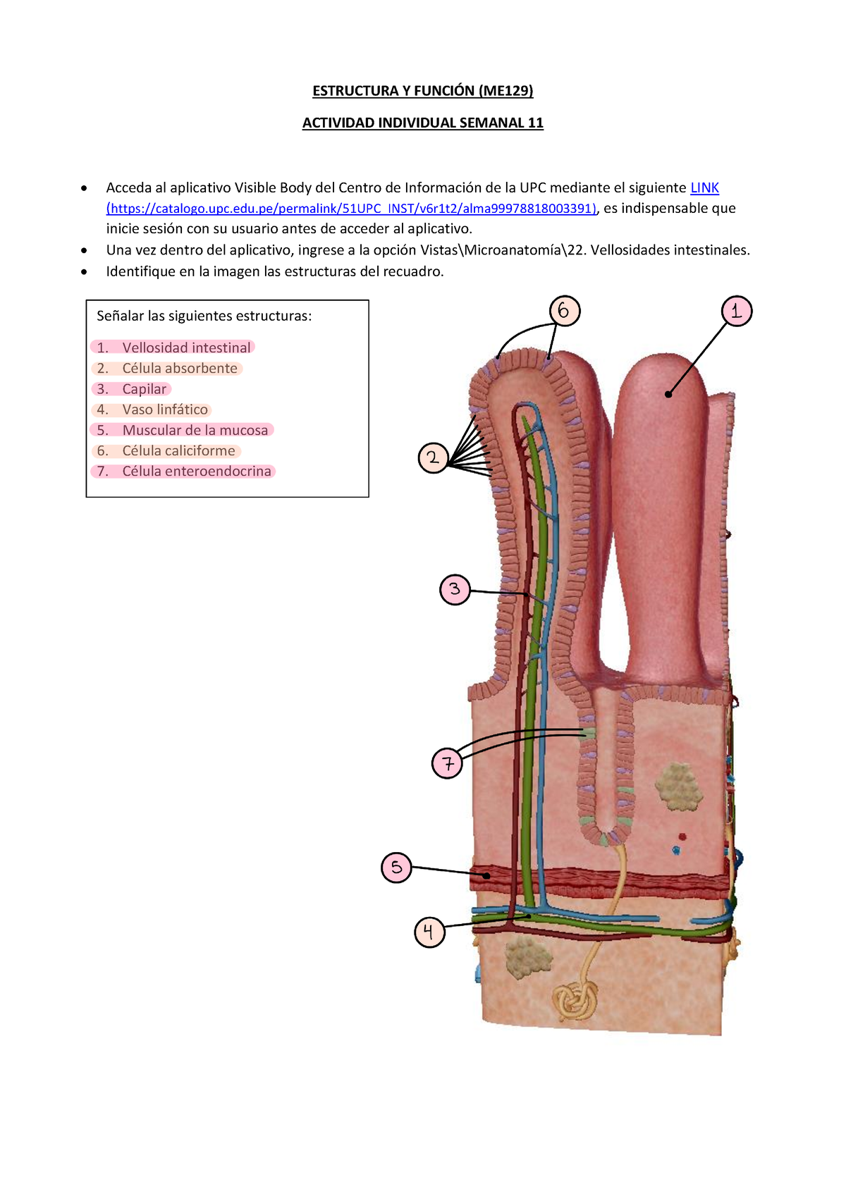 EyF Tarea Sem11 - ESTRUCTURA Y FUNCI”N (ME129) ACTIVIDAD INDIVIDUAL ...