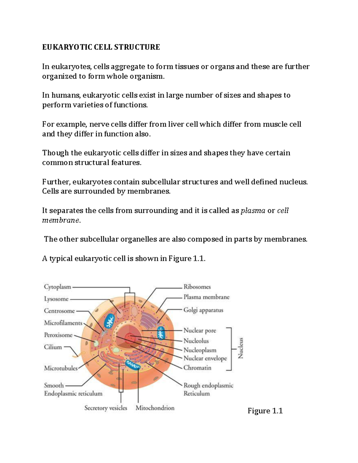 Eukaryotic Cell Lecture Notes 9 Eukaryotic Cell Structure In