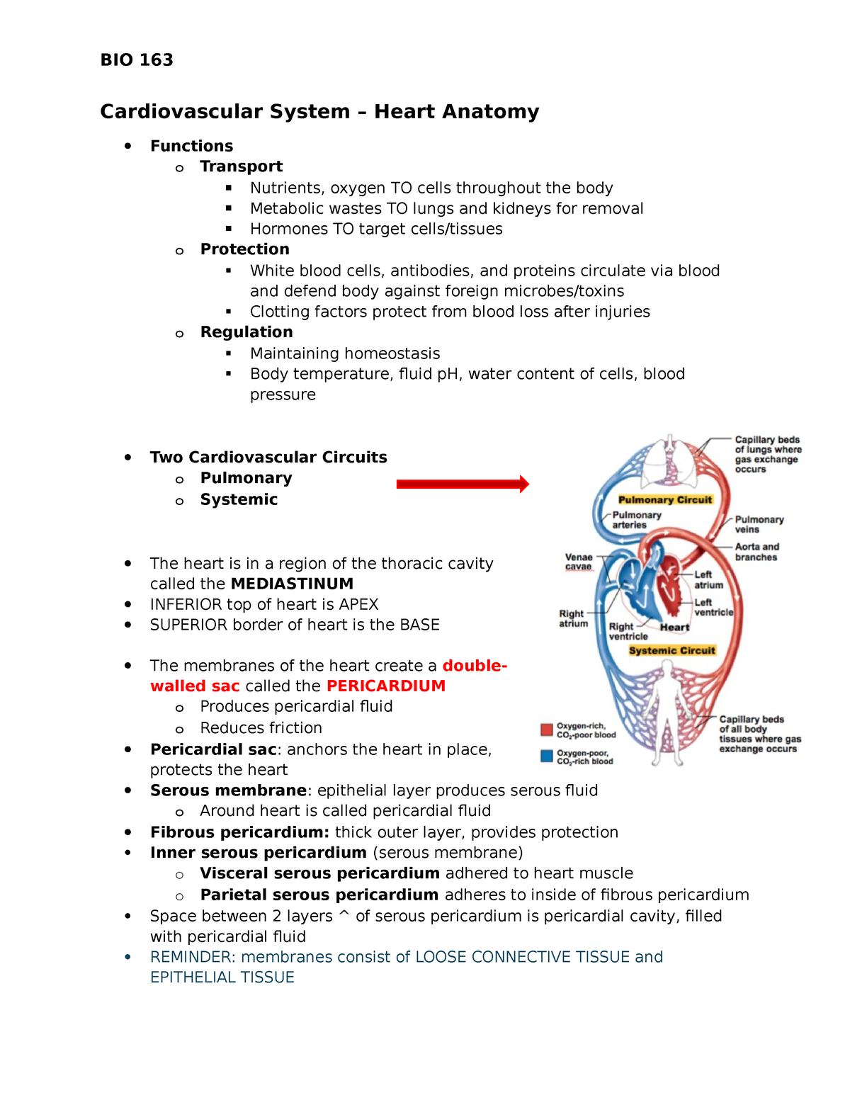 Cardiovascular System Notes - Cardiovascular System – Heart Anatomy ...