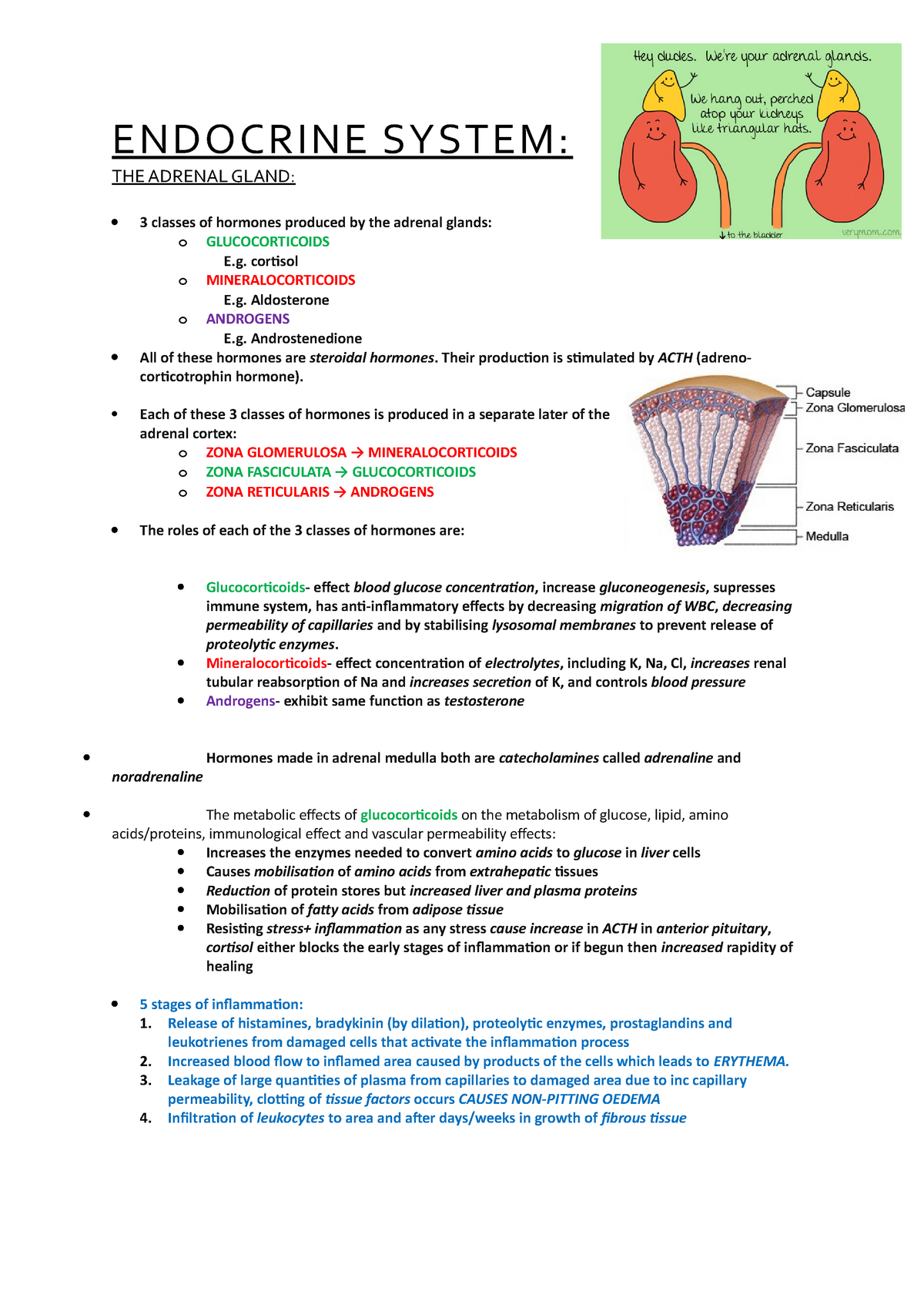 The Adrenal Gland Summary ENDOCRINE SYSTEM THE ADRENAL GLAND Classes Of Hormones Produced