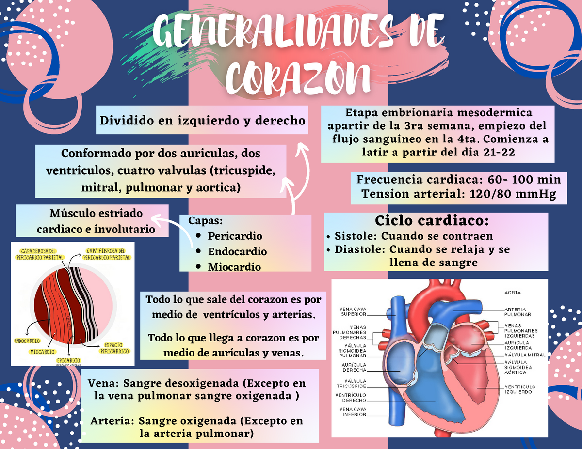 Corazon - Mapa conceptual - Todo lo que sale del corazon es por medio de  ventrículos y arterias. - Studocu