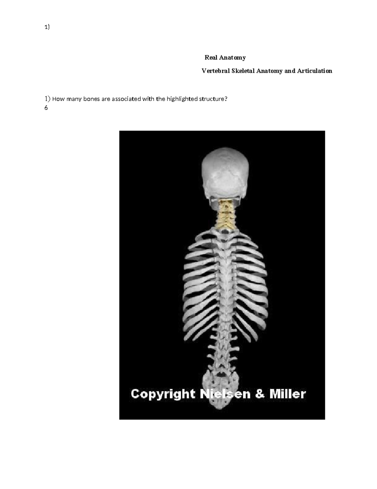 bones-real-anatomy-vertebral-skeletal-anatomy-and-articulation-1-how