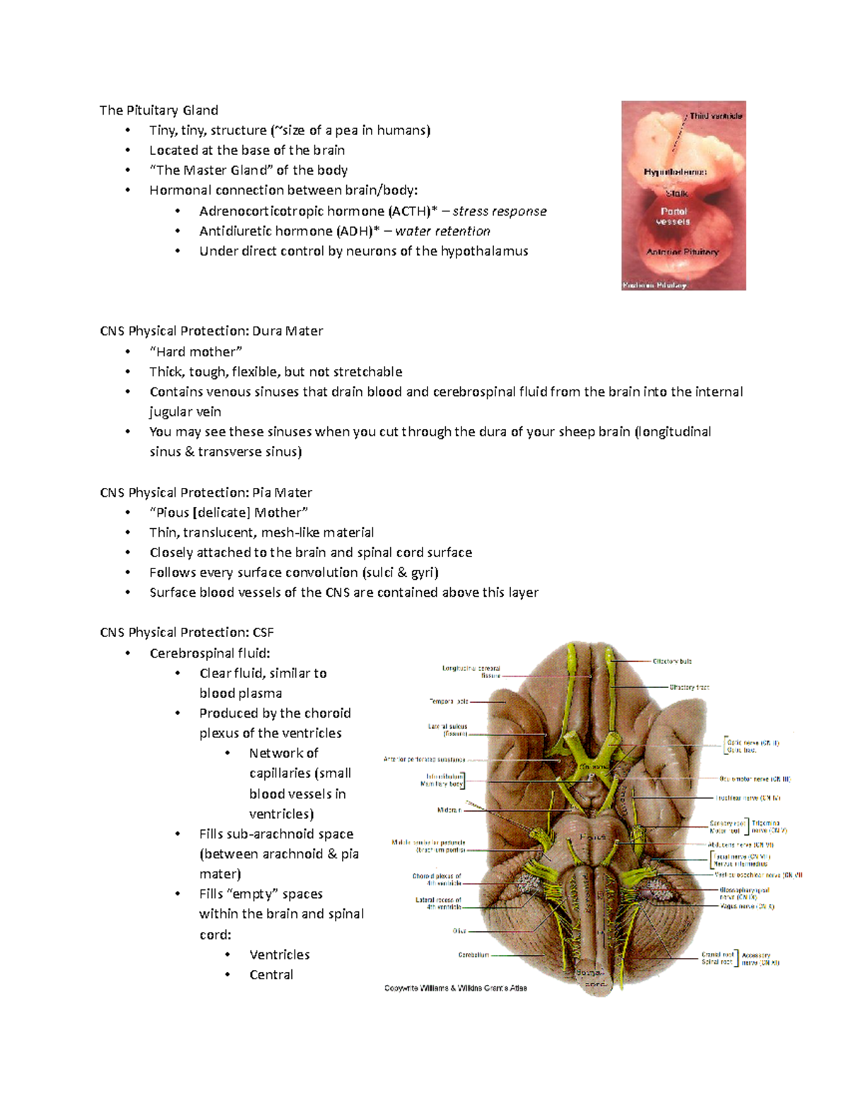 PSCH 363 Lab Practical notes - The Pituitary Gland - Tiny, tiny ...