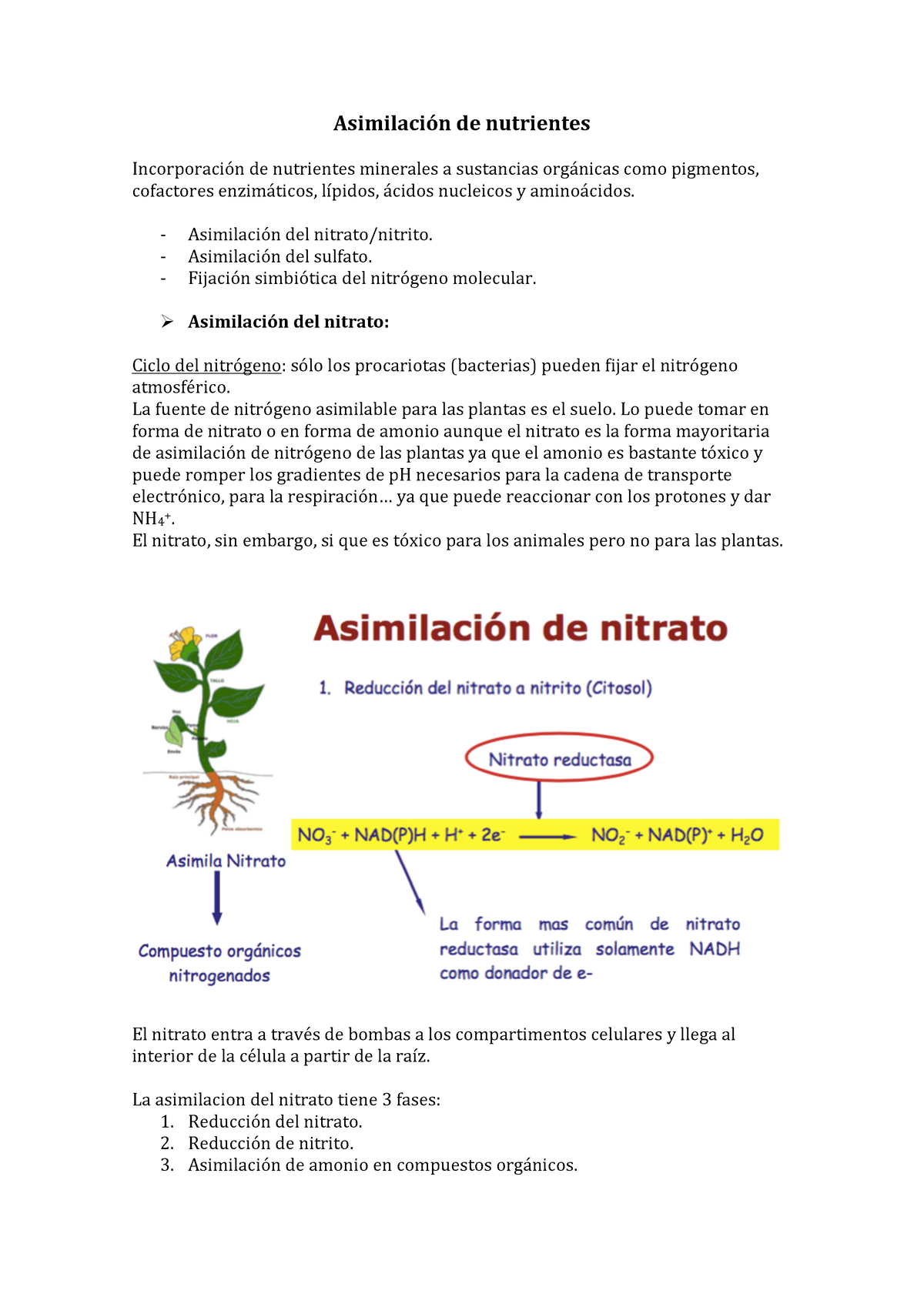 cocinero Espinoso Mejor Asimilación de nutrientes - Asimilación de nutrientes Incorporación de  nutrientes minerales a - Studocu