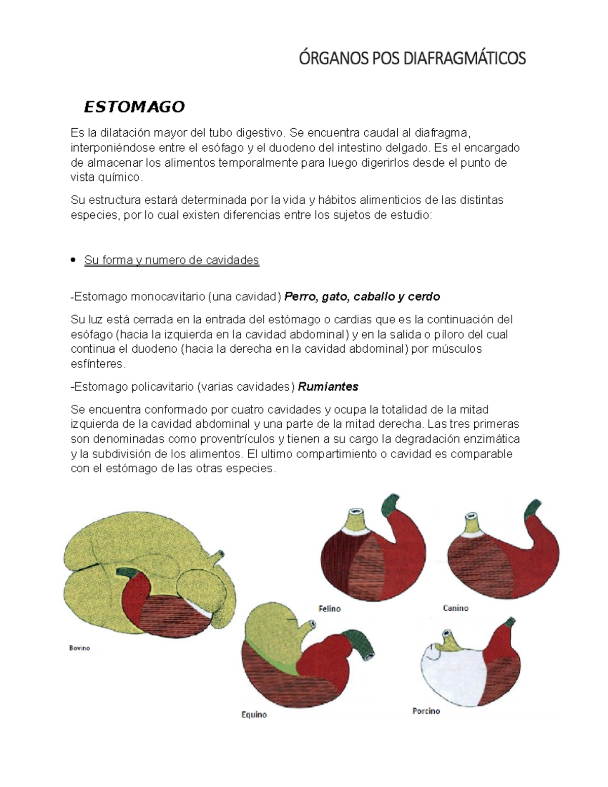 anatomía del estómago del caballo