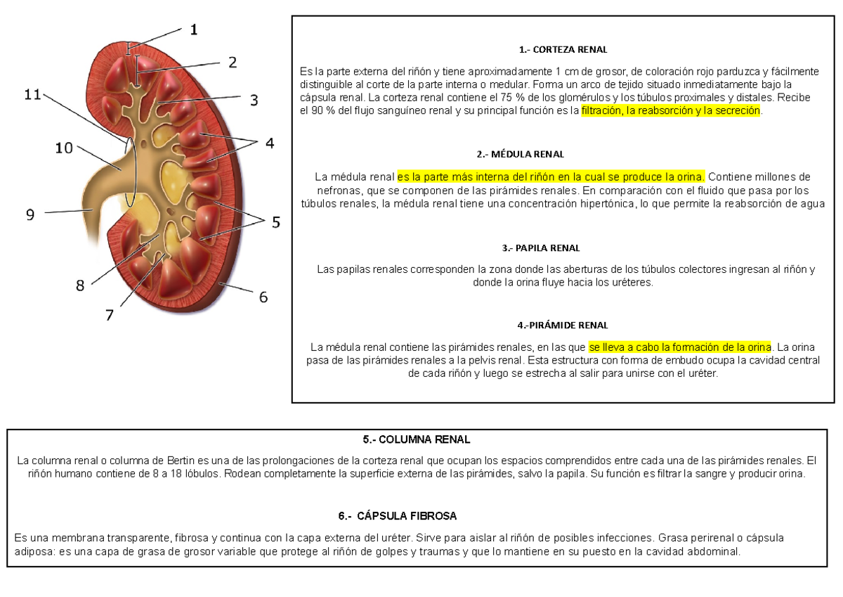 Fisionomía DEL Riñón CON Partes - 1.- CORTEZA RENAL Es la parte externa ...