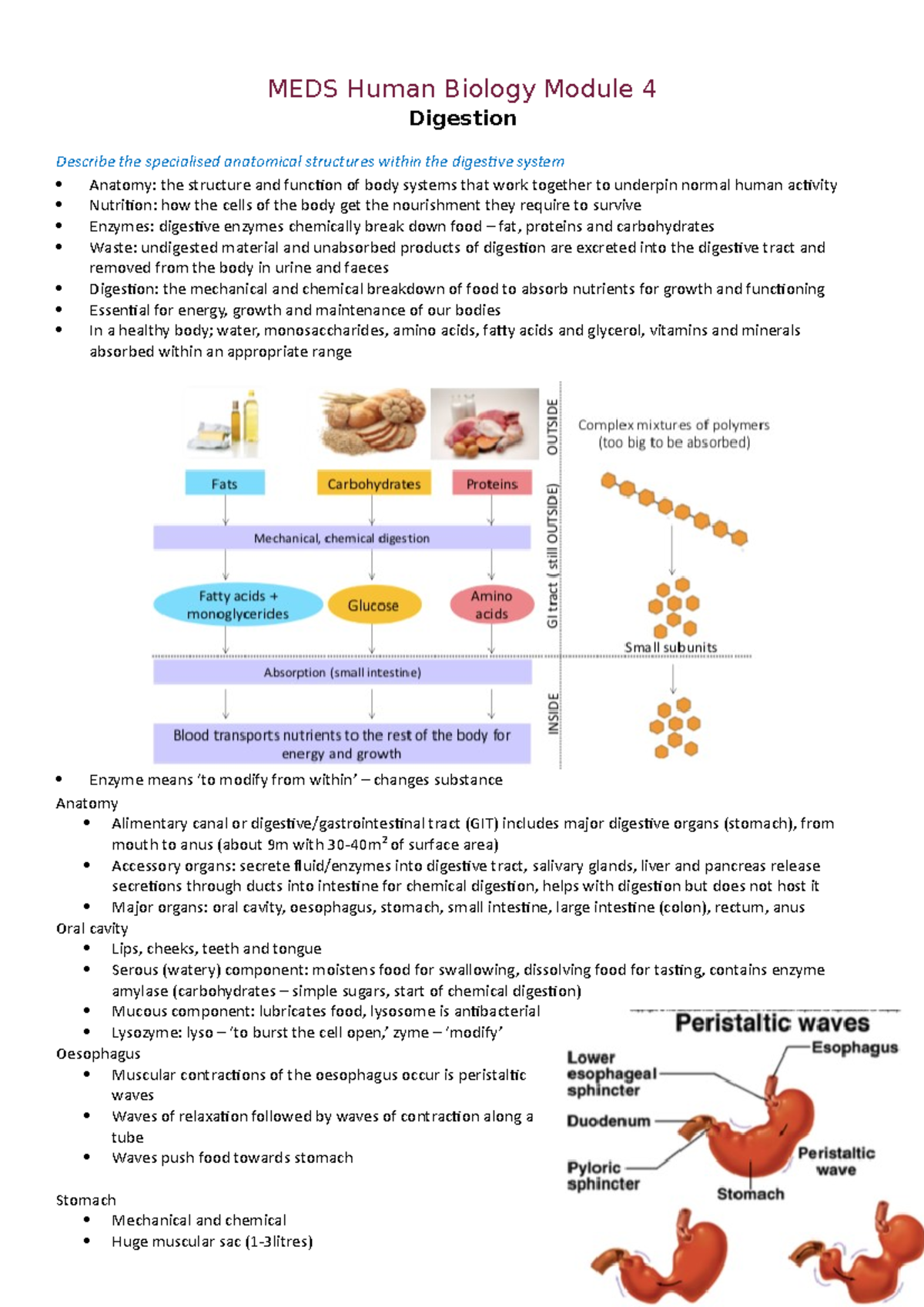 MEDS Human Biology Module 4 Hydrochloric Acid (HCl) a. Secreted by