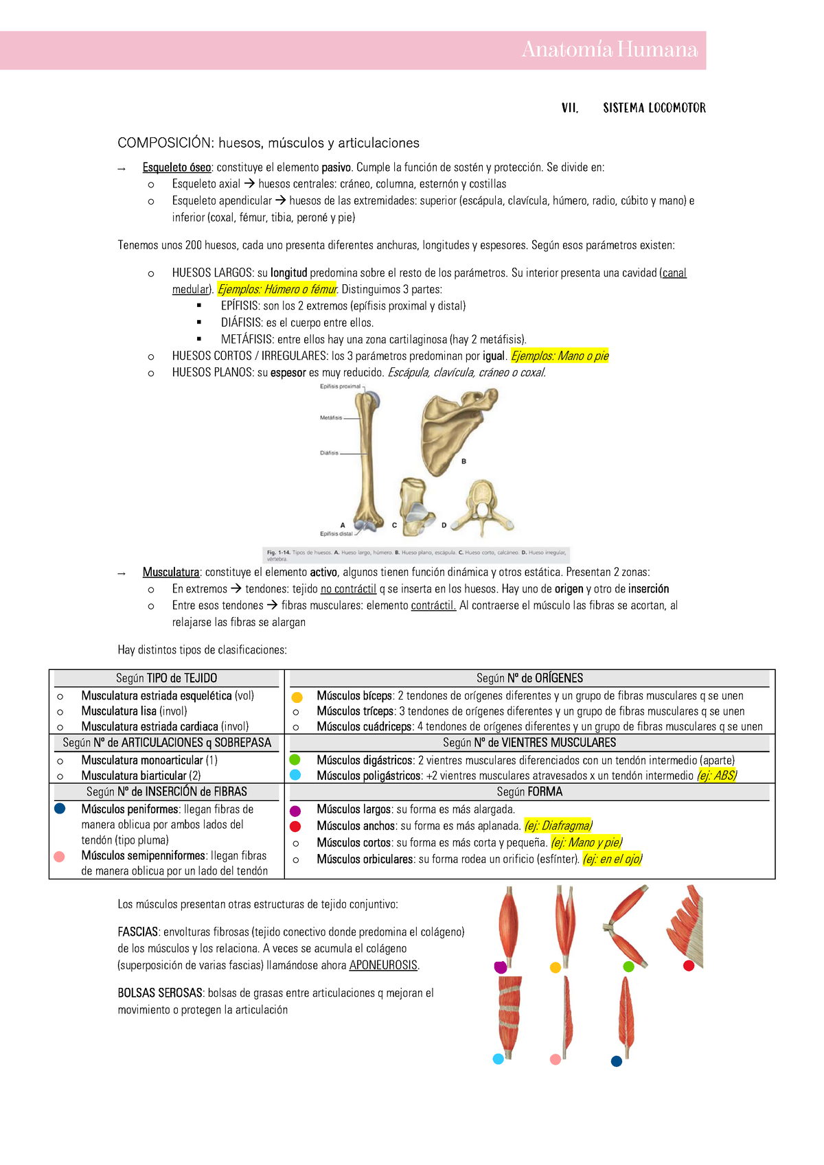 Sistema Locomotor Introducción Anatomía Humana Vii Sistema Locomotor ComposiciÓn Huesos 1390