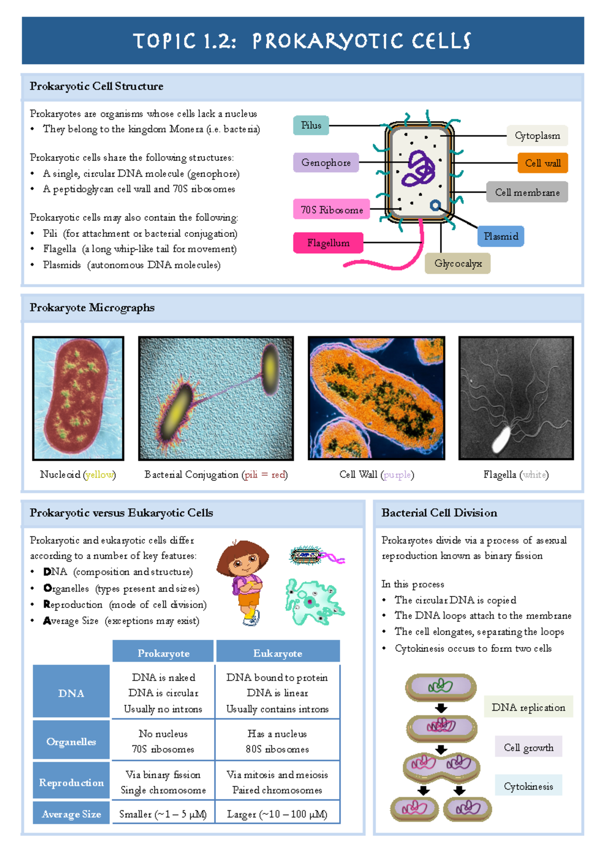 1.2 Prokaryotic Cells - WORKSHEET SUMMARY NOTES - Prokaryotic Versus ...