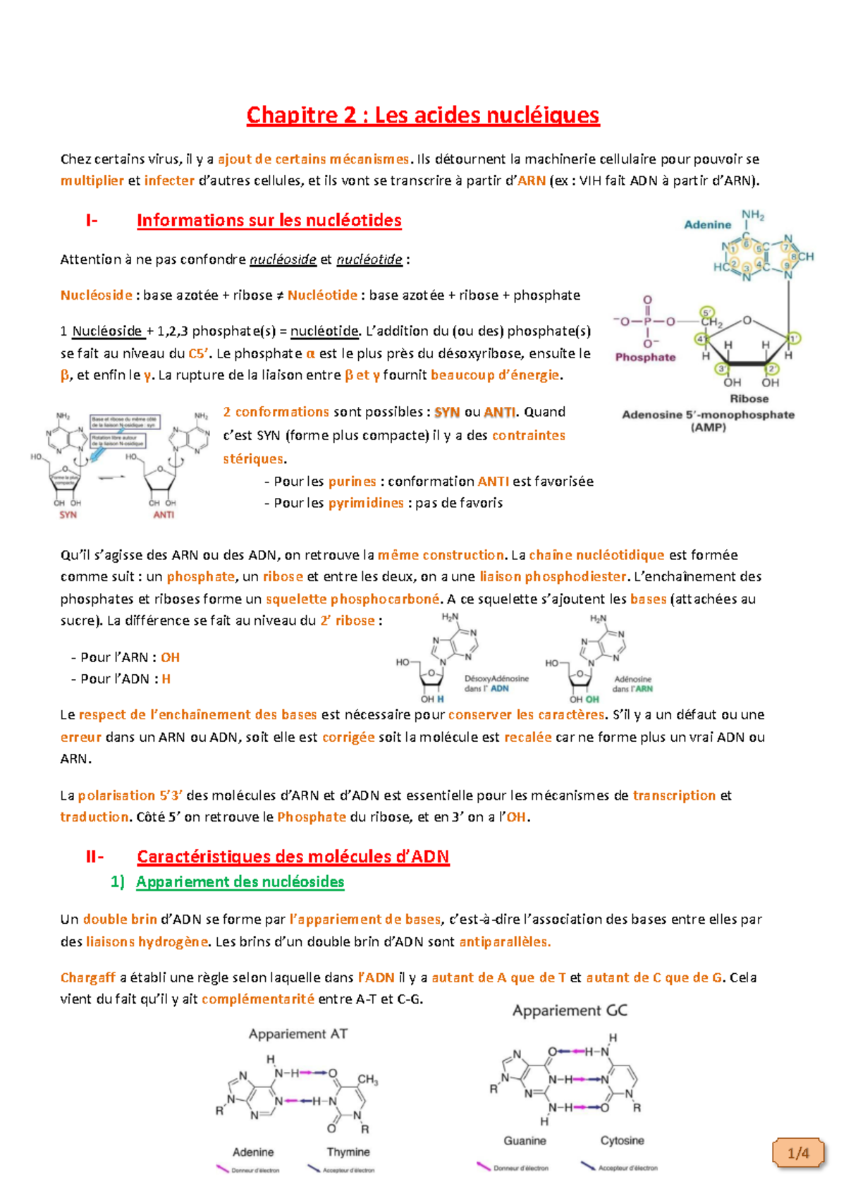 Chap 2 Les Acides Nucléiques - 1/ Chapitre 2 : Les Acides Nucléiques ...