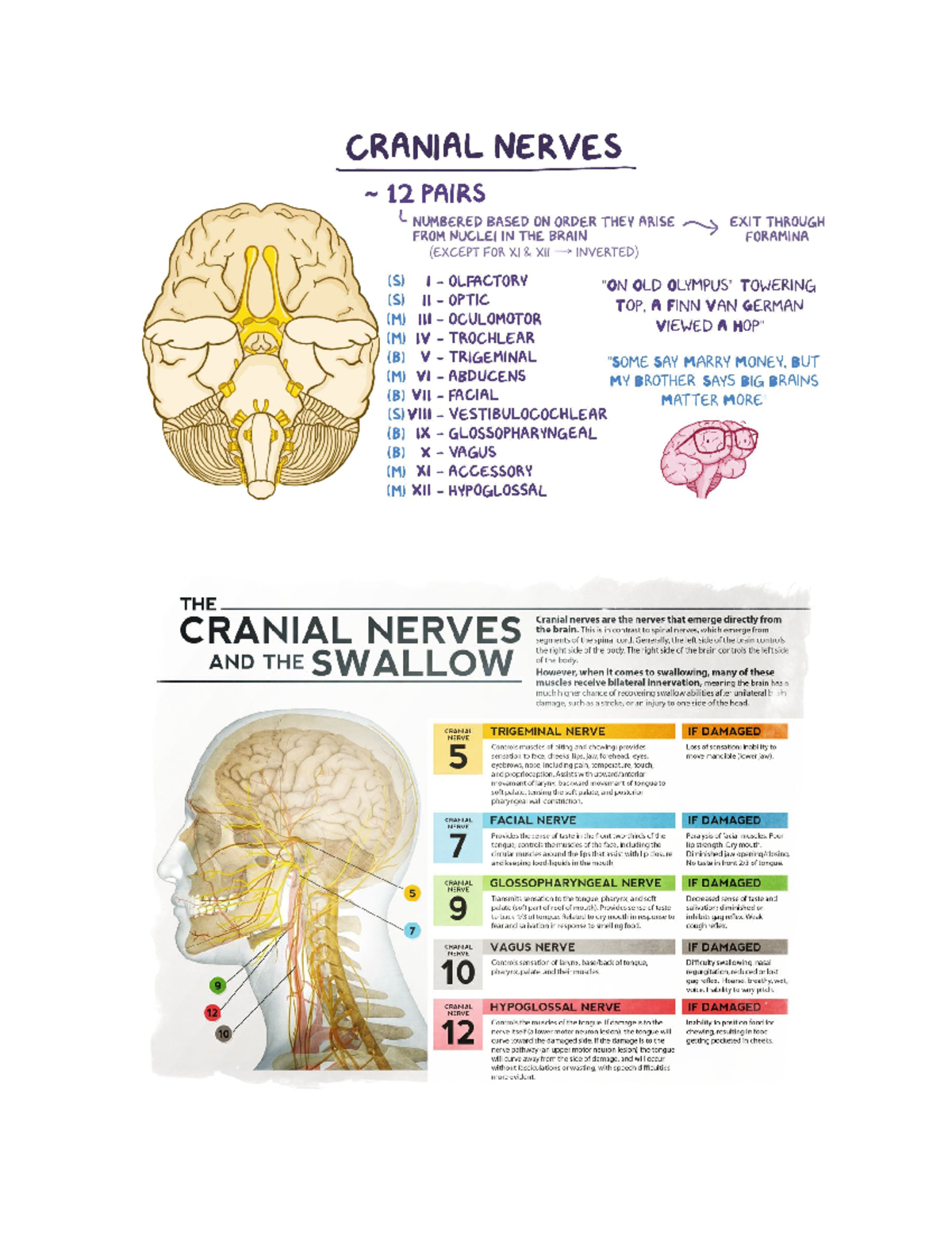 Cranial nerves for Swallowing - CSD 5220 - Studocu