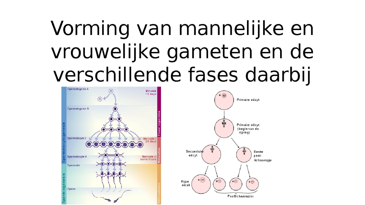 Samenvatting - Vorming gameten - Vorming van mannelijke en vrouwelijke