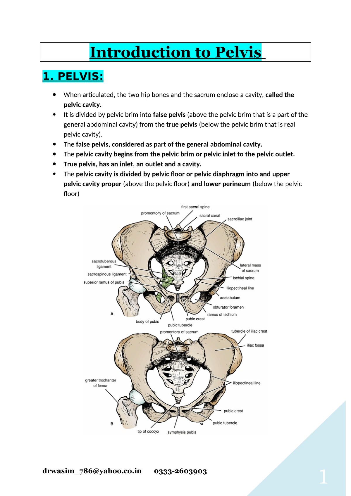 Pelvis (EXAM ONLY) - Very well organised and pointful answers ...