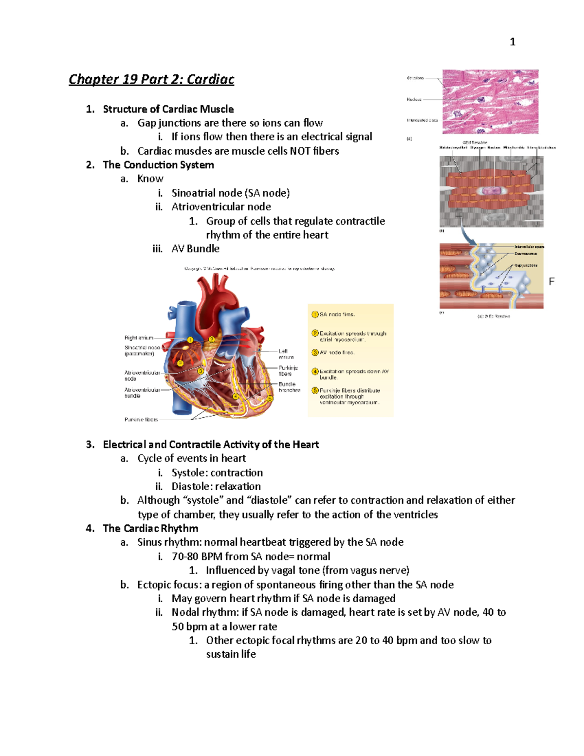 Chapter 19 Study Guide Anatomy Part 2 - 1 Chapter 19 Part 2: Cardiac 1 ...