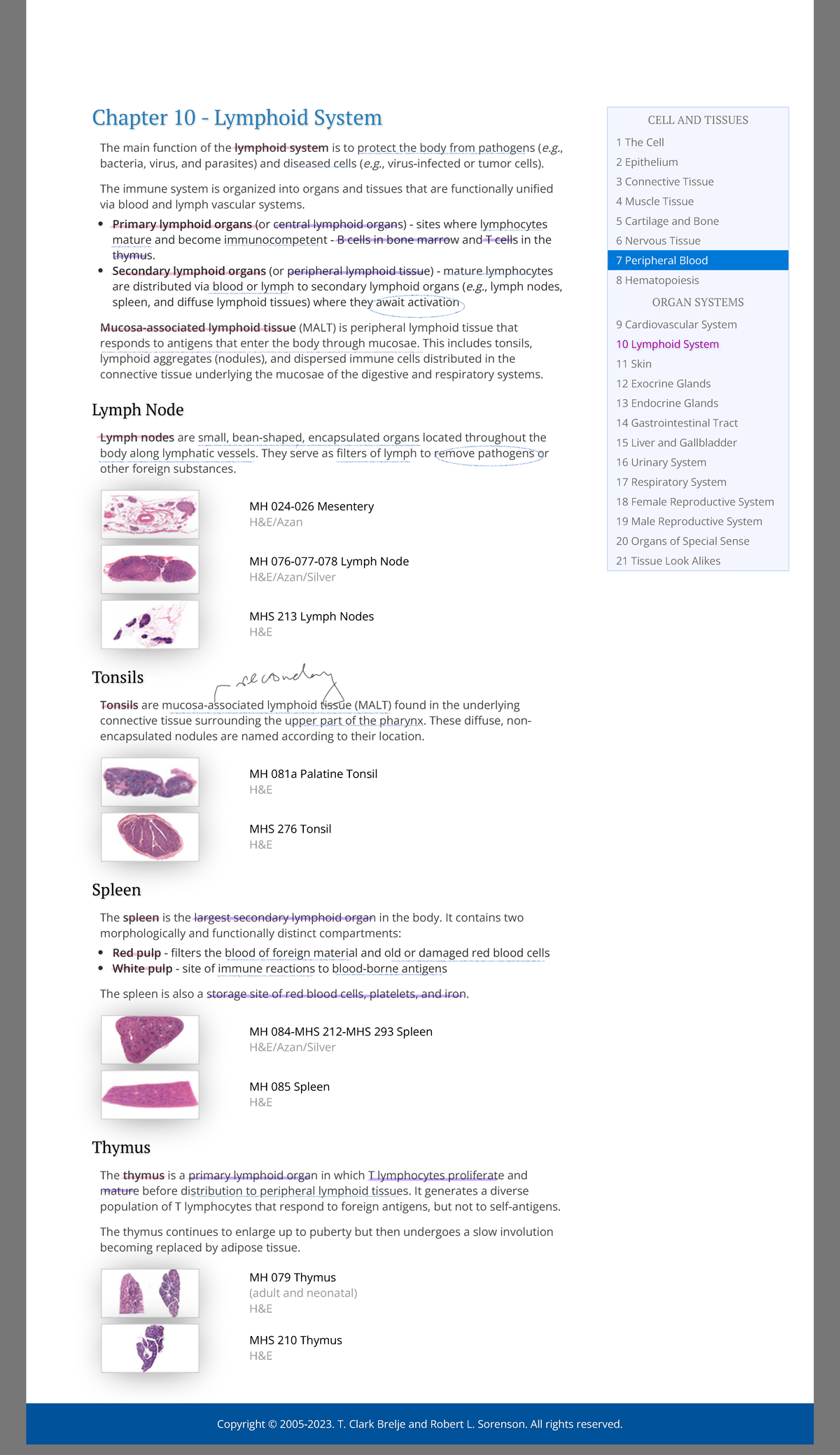 Lymphoid System Histology Guide - CELL AND TISSUES 1 The Cell 2 ...