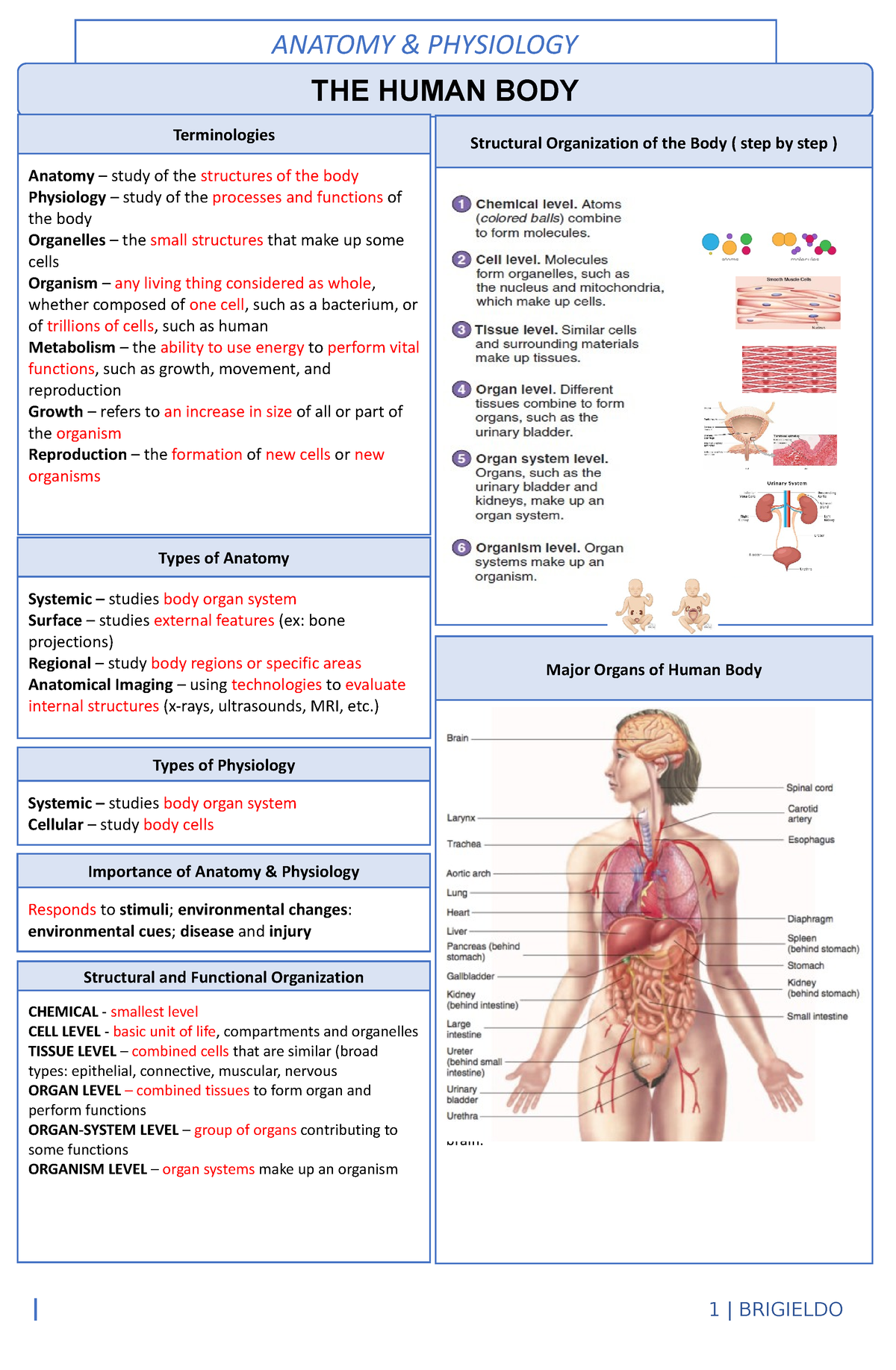 Anaphy transes - introduction to anatomy and physiology - 1 | BRIGIELDO ...