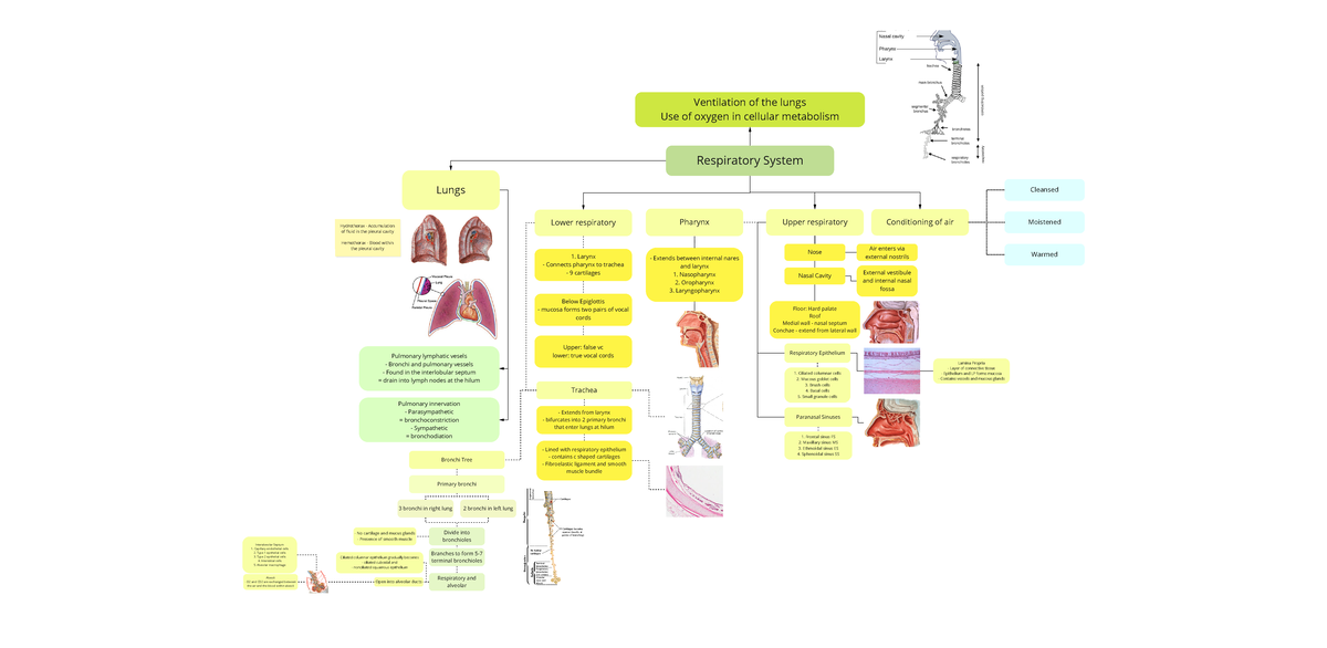 My First Board - Respiratory - Respiratory System Ventilation of the ...