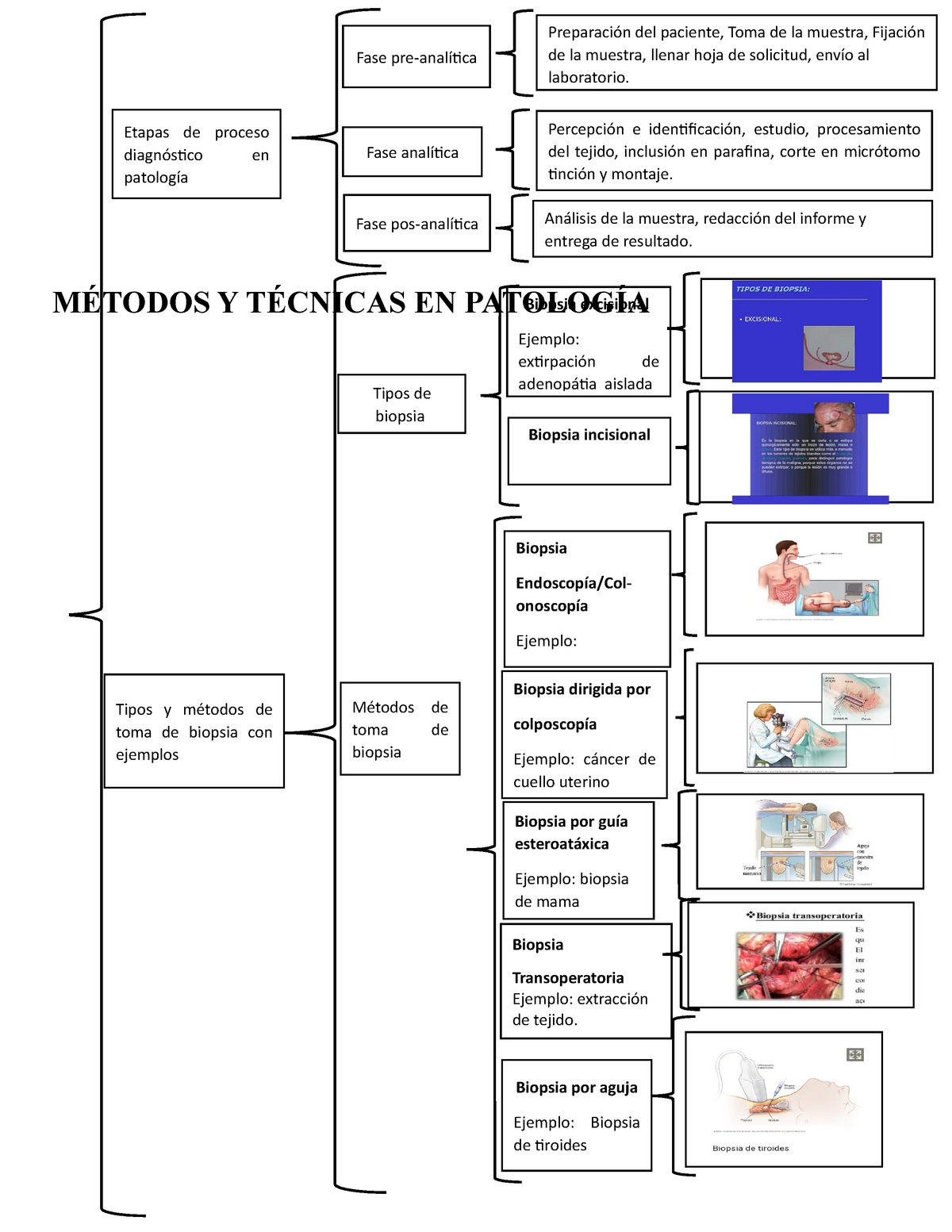 Cuadro sinoptico tarea 2 - patología - UNAN - Studocu