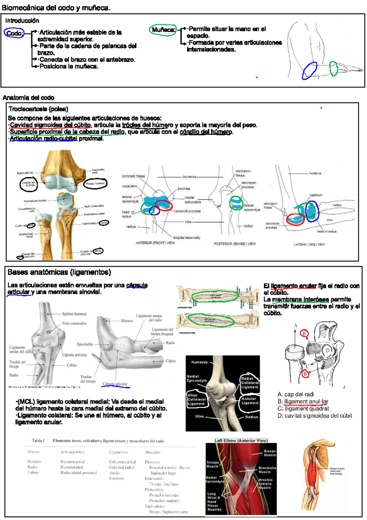 Tema 4e. Biomecanica articular - colze i canell - Biomecénica del codo ...