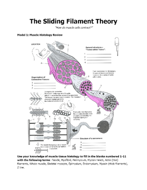 Sarcomere sliding filament coloring - Name ...