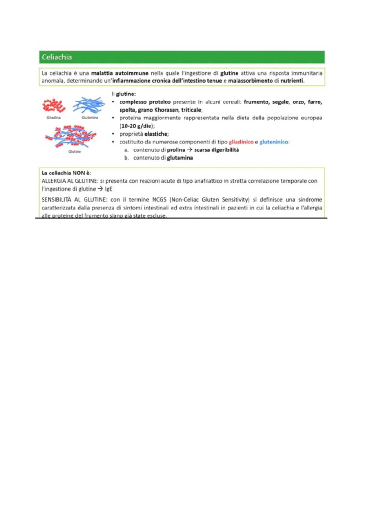 Celiachia - Celiaci, Schema Iniziale - Biologia - Studocu