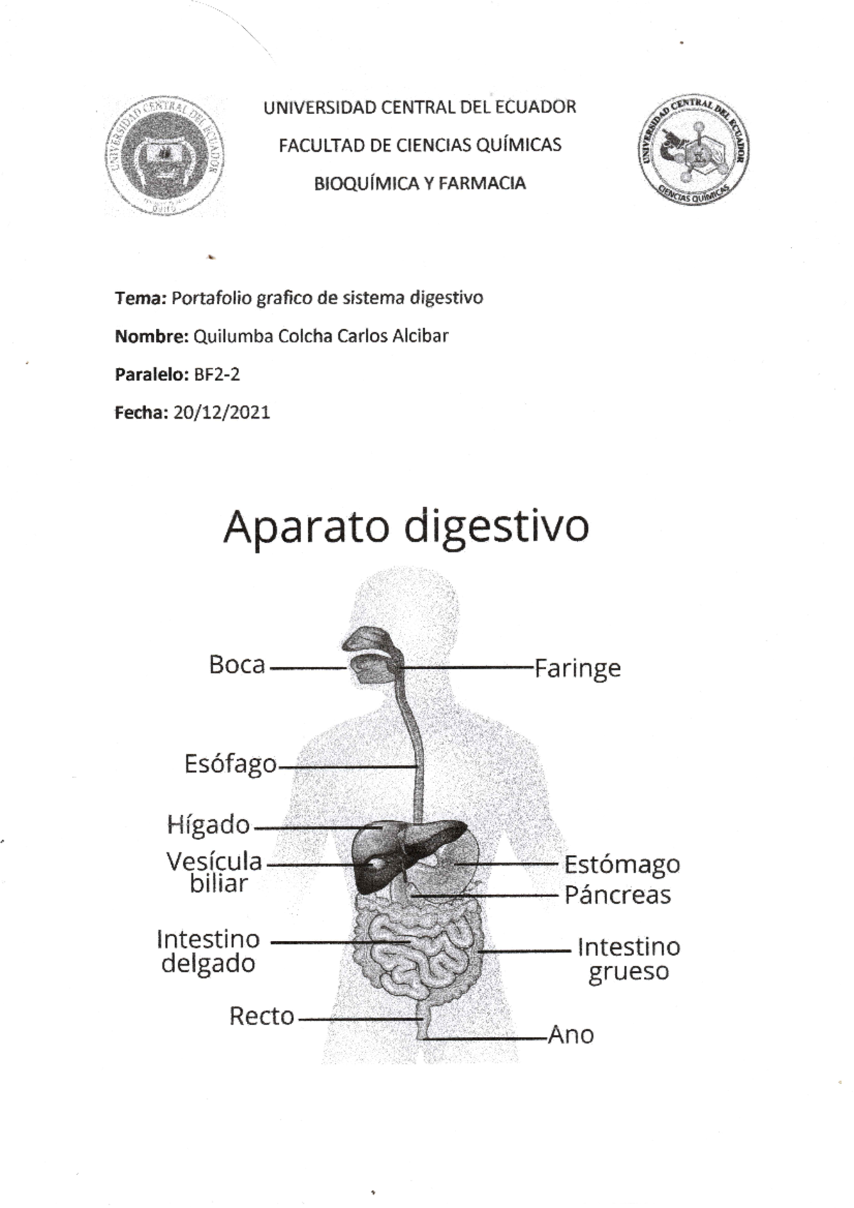 Portafolio Grafico Sistema Digestivo Anatomia Humana Studocu