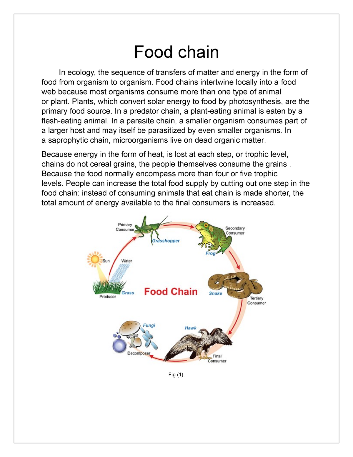 food chain essay in english