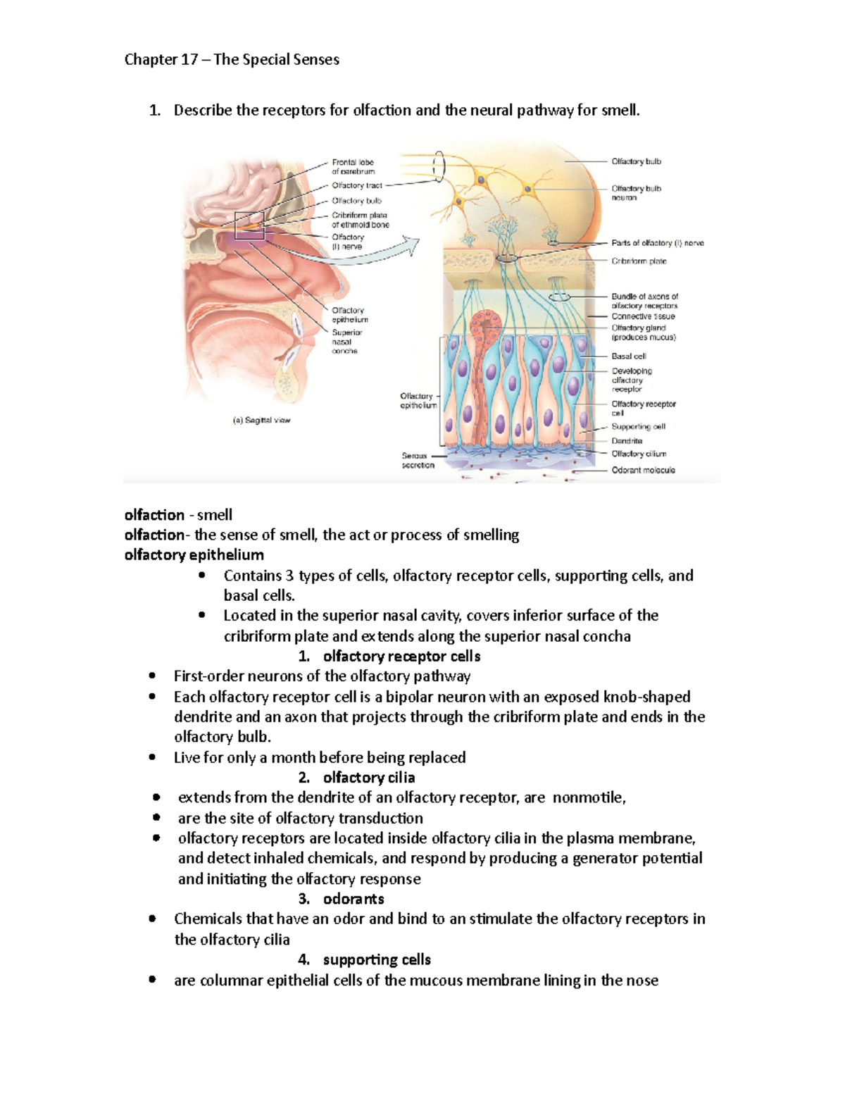 Chapter 17 - Describe the receptors for olfaction and the neural ...