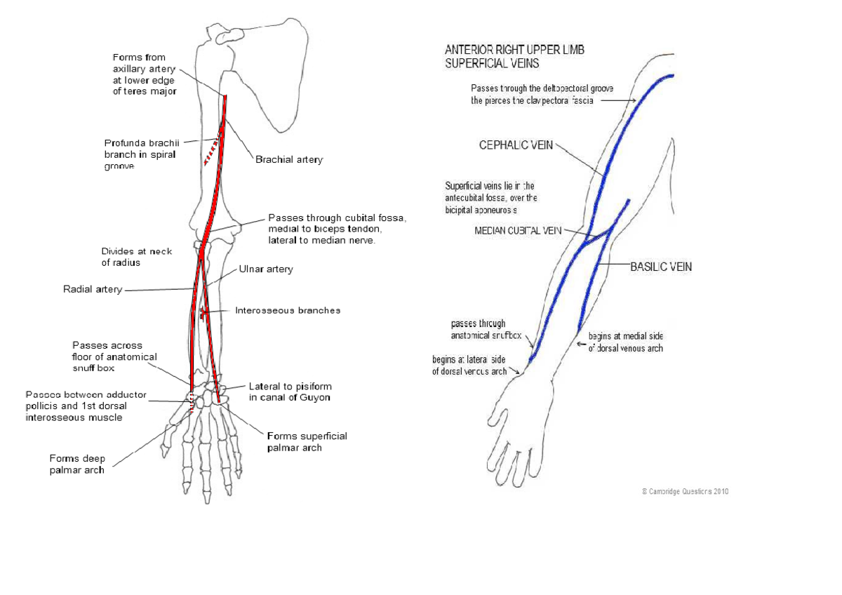 medical-illustration-of-black-people-with-peripheral-vascular-disease