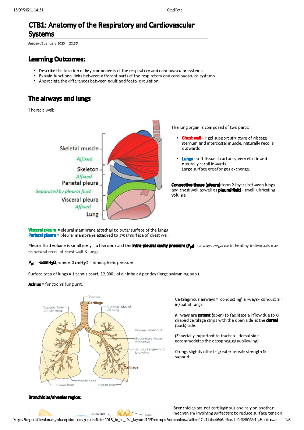 Cardiovascular & Thoracic Biology 1 - CTB1: Anatomy of the Respiratory ...