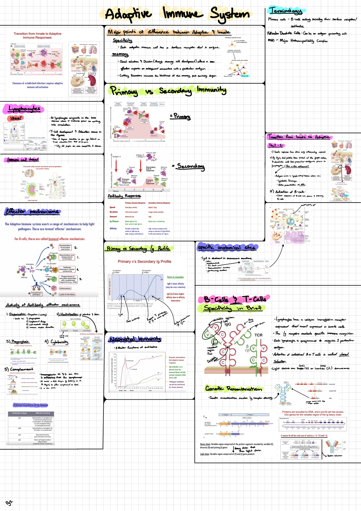 Adaptive Immune System Adaptive Immune System Terminology Plasma
