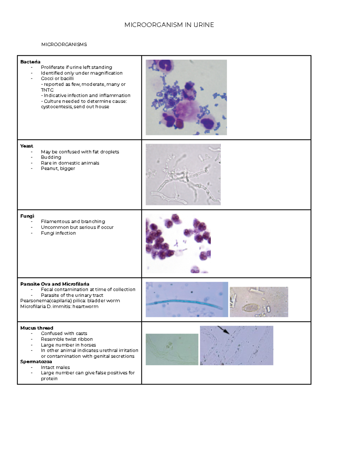 Mucus Threads In Urine