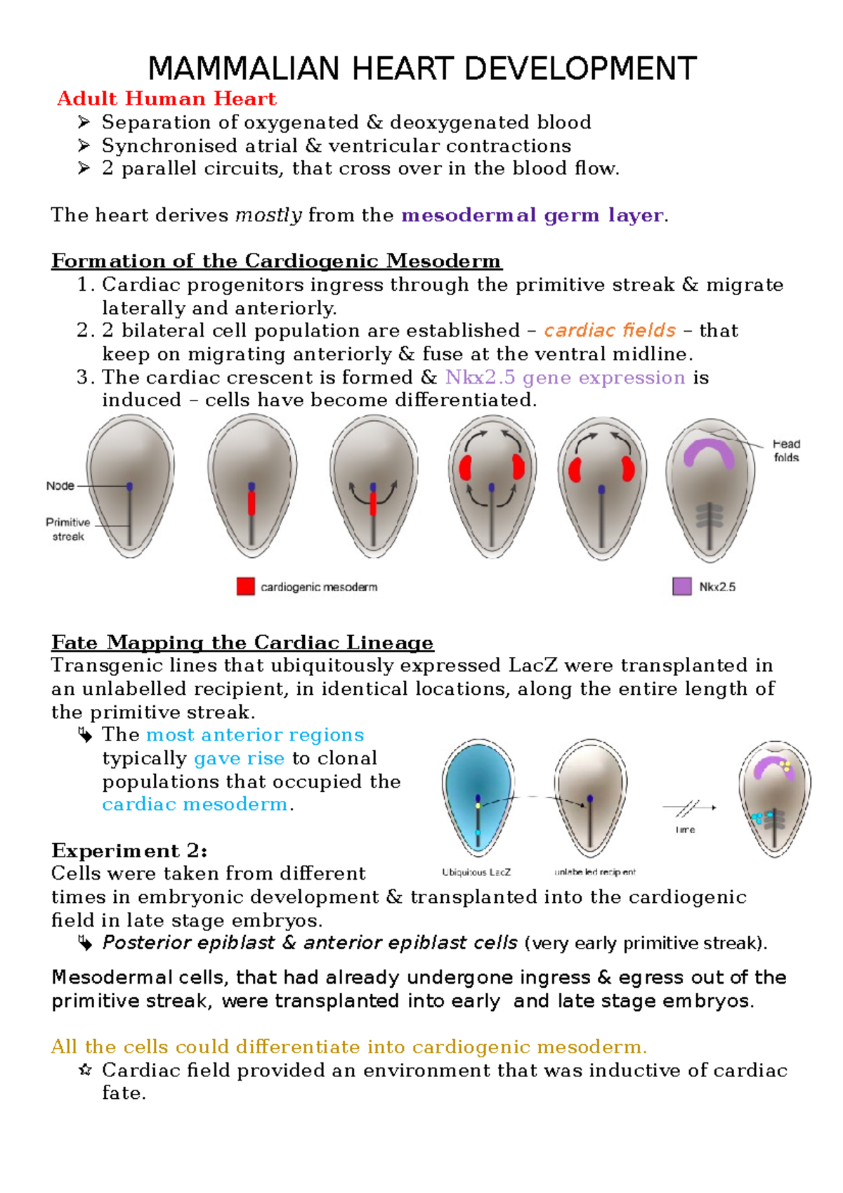 Mammalian Heart Development - MAMMALIAN HEART DEVELOPMENT Adult Human ...