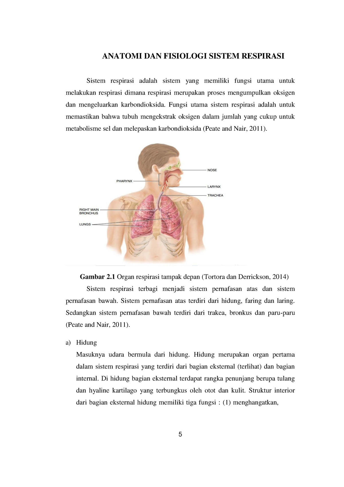 2 Anatomi Fisiolo Dan Farmakologi Sistem Pernafasan Ppok Anatomi Dan Fisiologi Sistem 6990