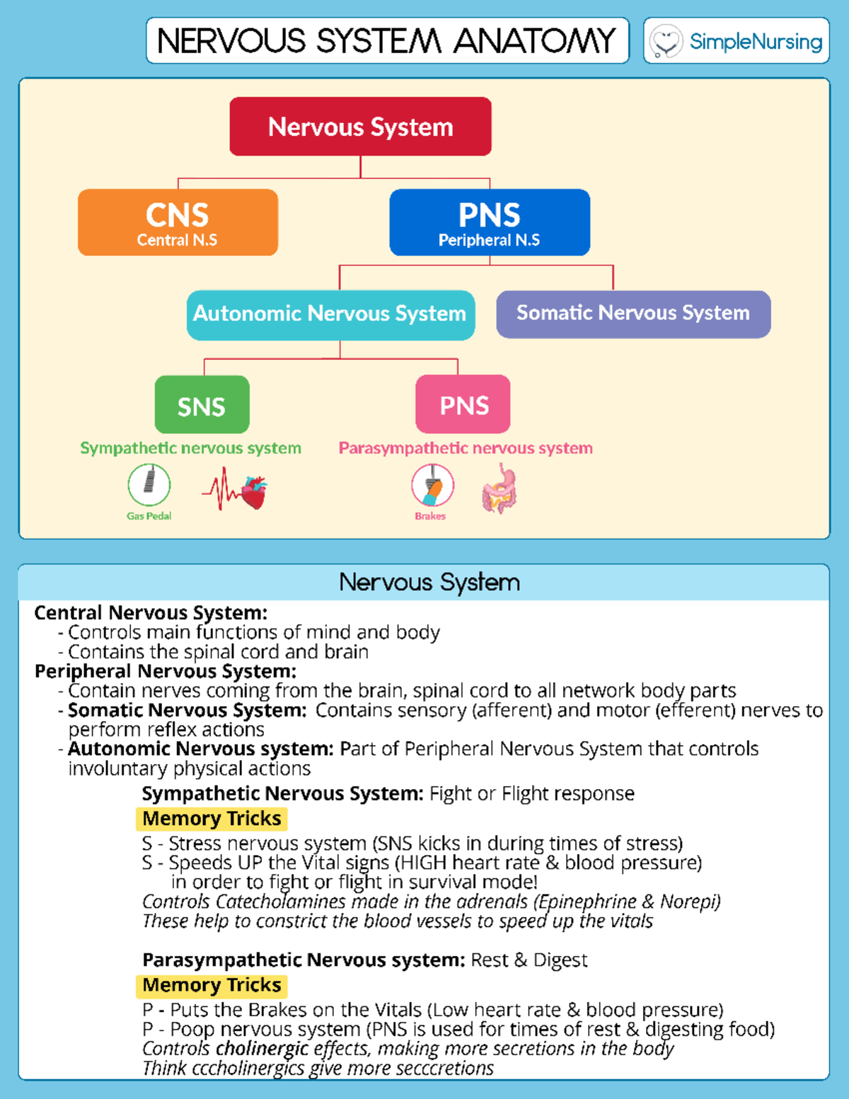 SN Nervous system 1 - study information - 201 - Studocu