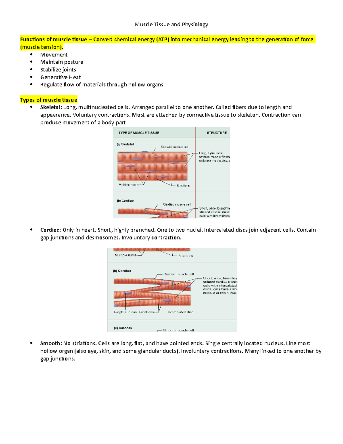 Muscle Tissue and Physiology Part 1 - StuDocu