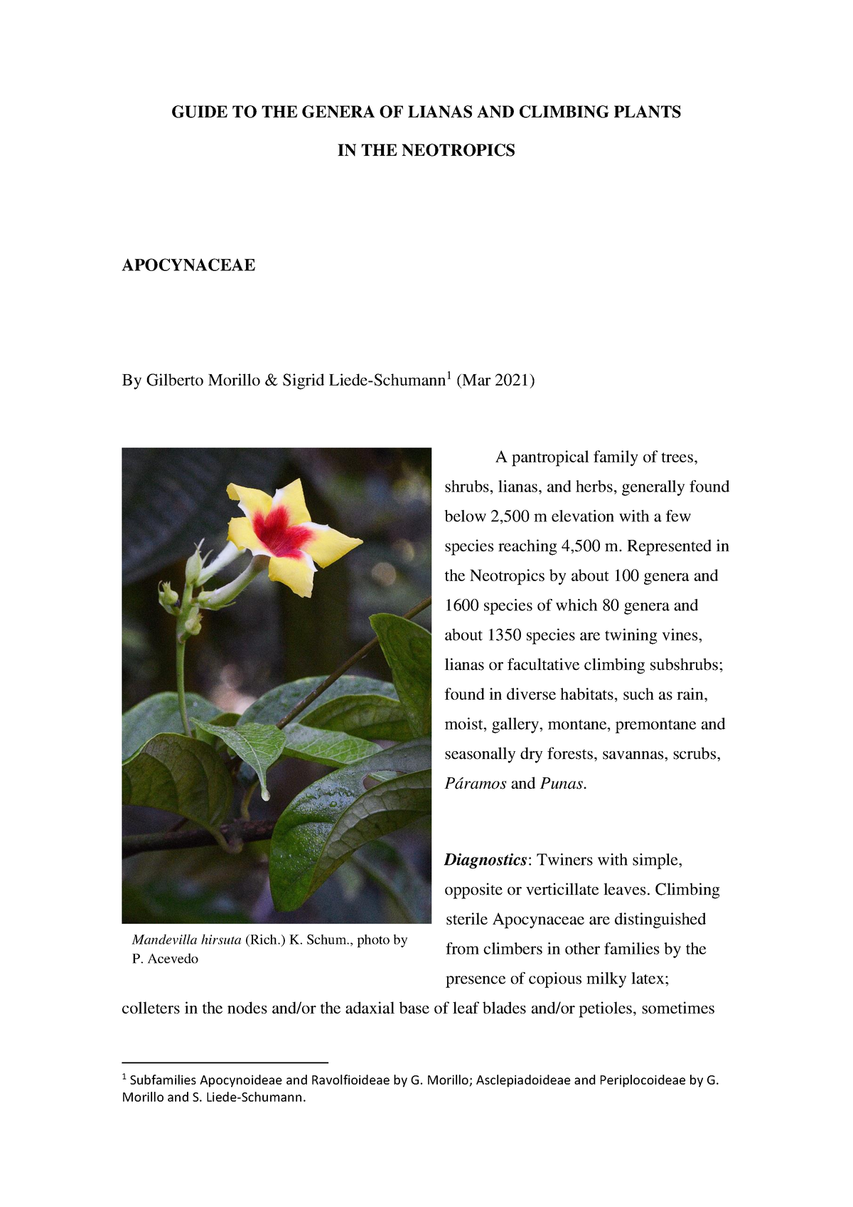 Apocynaceae - Jendnd - GUIDE TO THE GENERA OF LIANAS AND CLIMBING ...