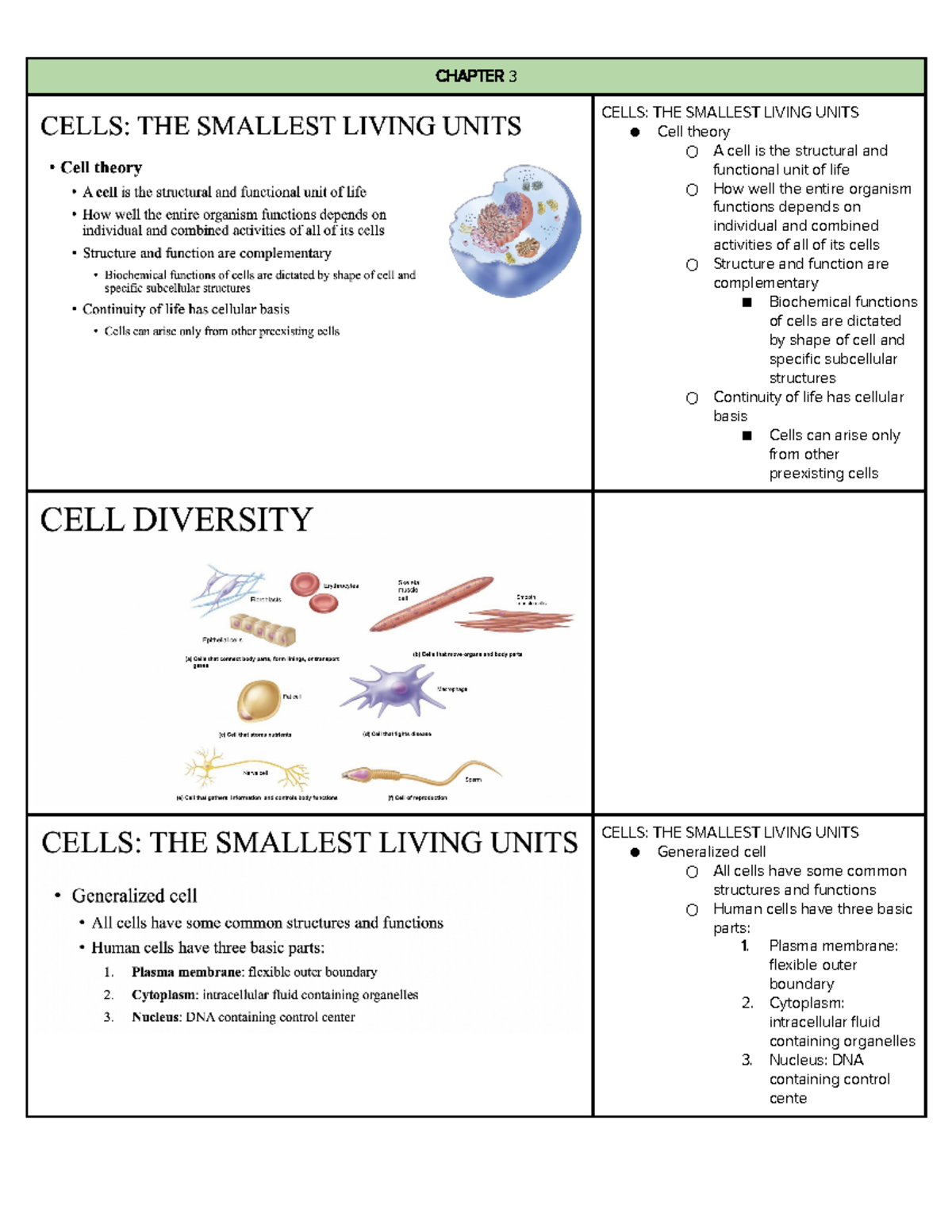 Chapter 3 Human Anat - CHAPTER 3 CELLS: THE SMALLEST LIVING UNITS Cell ...