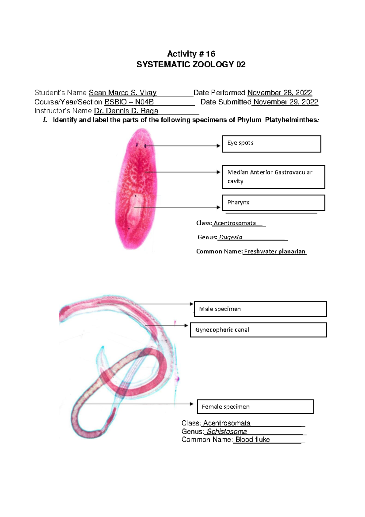 Act Sheet 16 Systematic Zoology 02 (Viray, Sean Marco S. Bsbio N04B) Activity 16 SYSTEMATIC