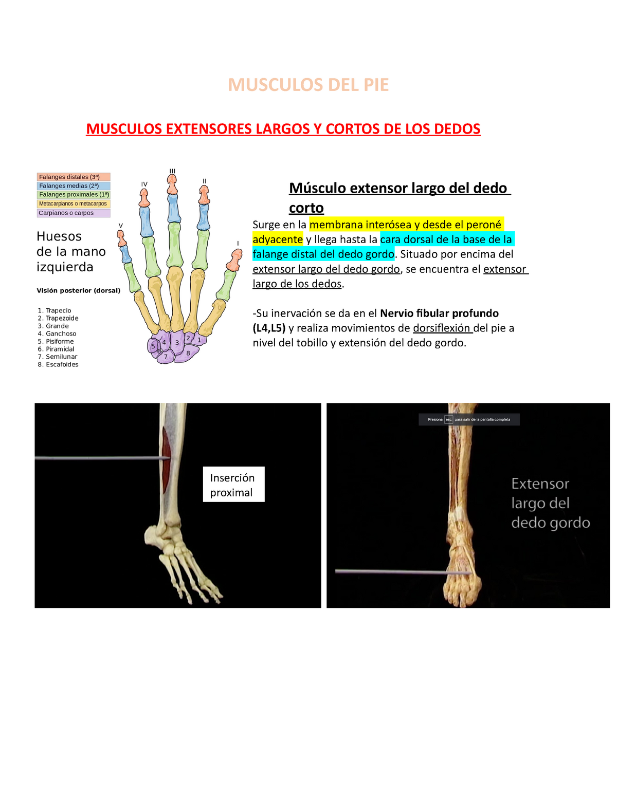 Musculos Del Pie Musculos Del Pie Musculos Extensores Largos Y Cortos De Los Dedos Músculo 7015