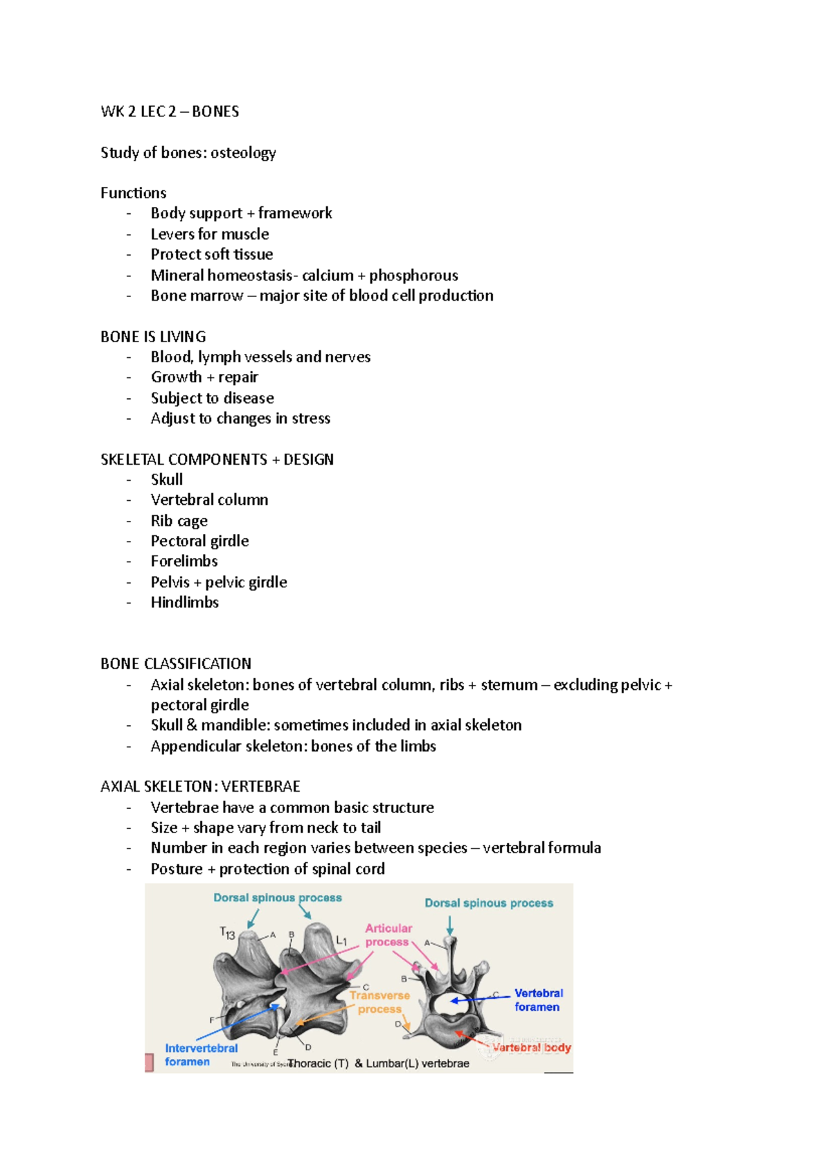 Wk 2 Lec 2 Bone Structure Wk 2 Lec 2 Bones Study Of Bones