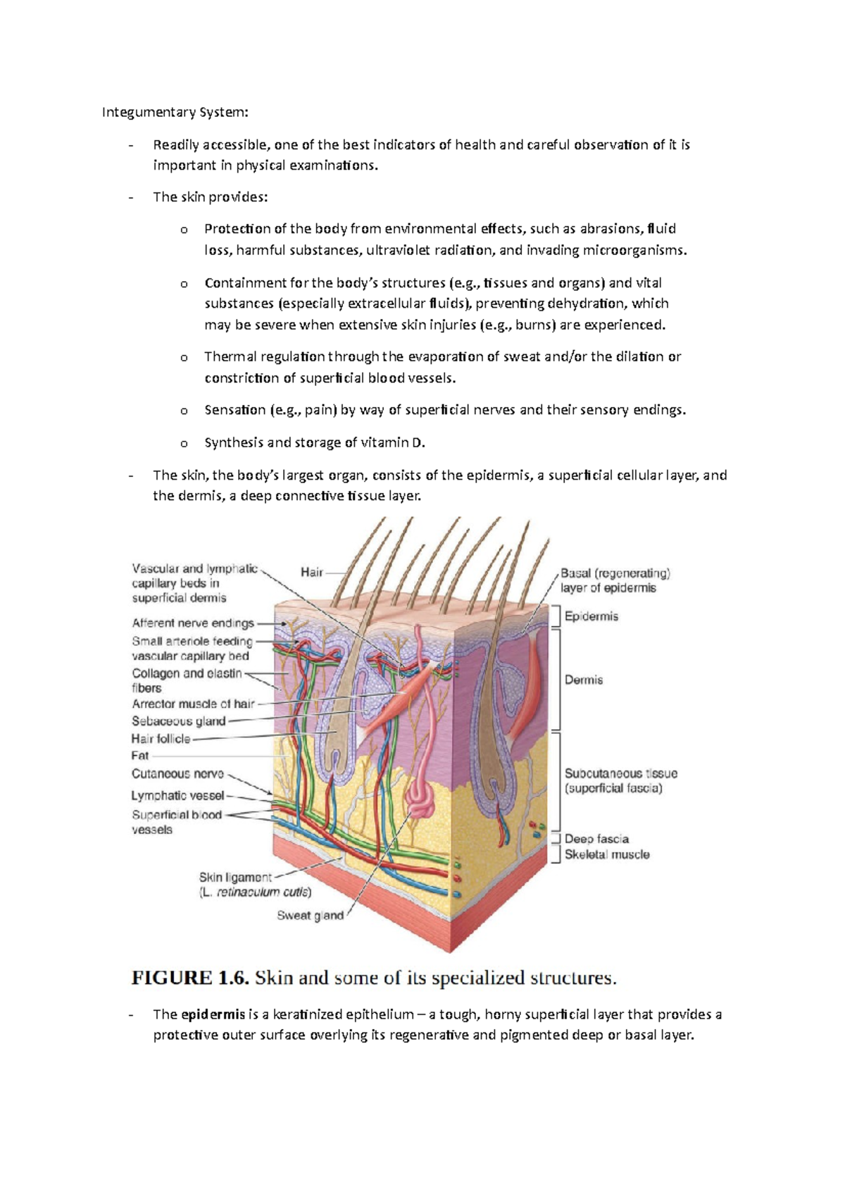 Integumentary System - Integumentary System: Readily accessible, one of ...