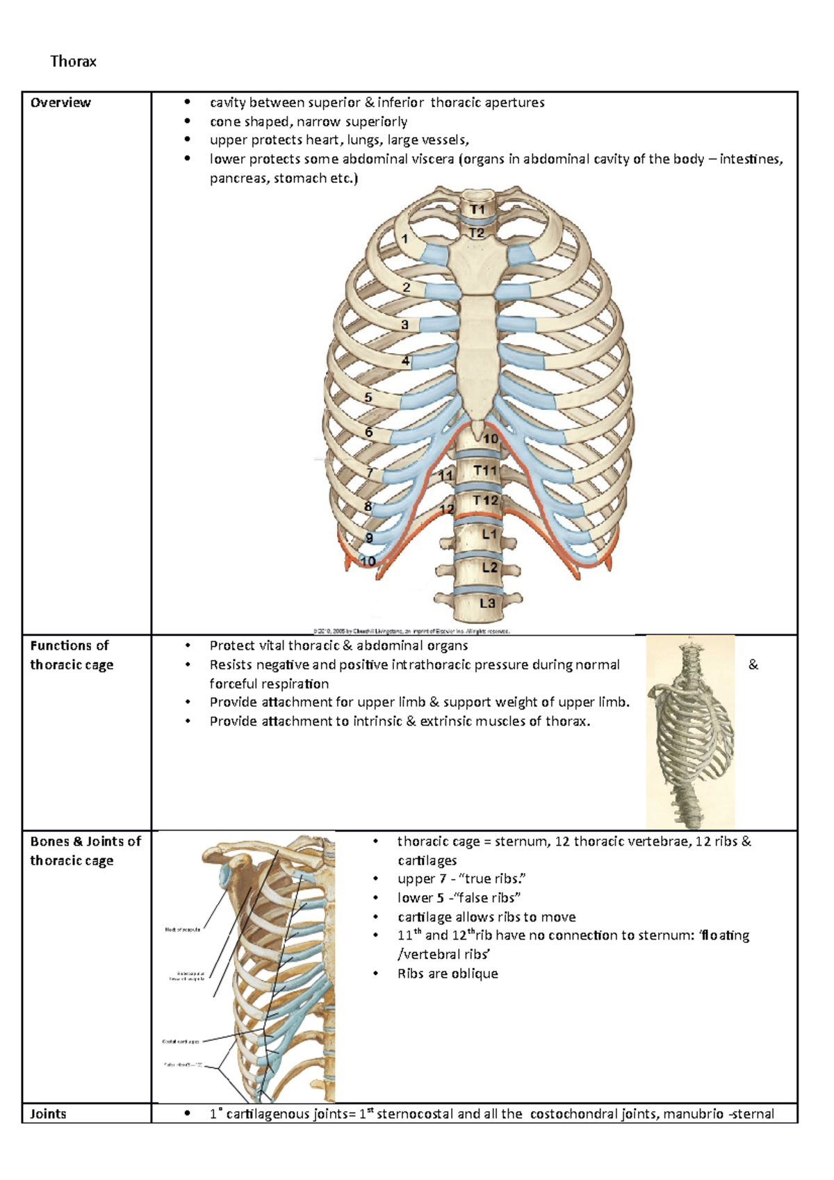 Thorax Human Anatomy 100 Lecture Notes - Thorax Overview Cavity Between ...