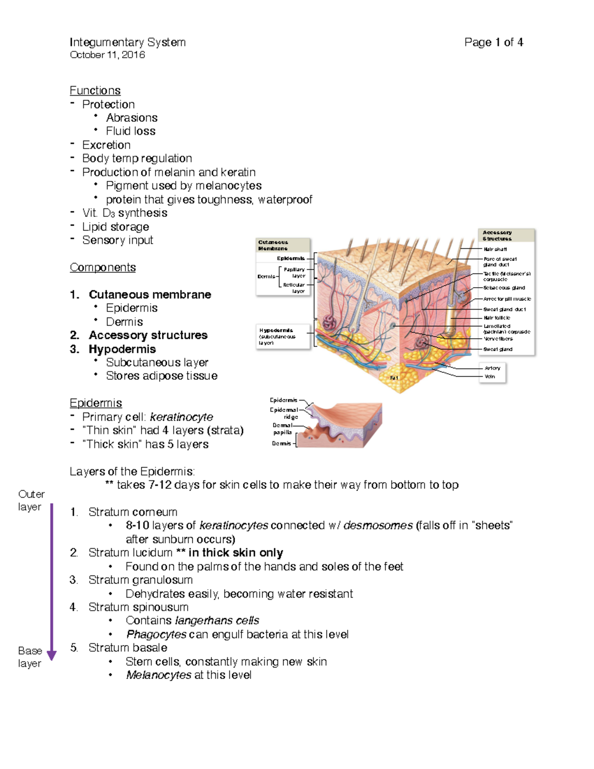 Integumentary System - October 11, 2016 Functions - Protection ...