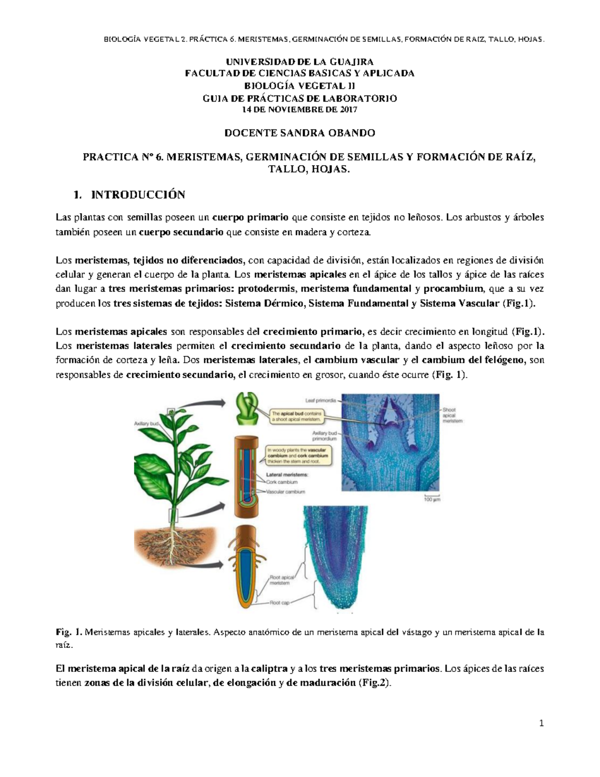 meristema apical de la raíz