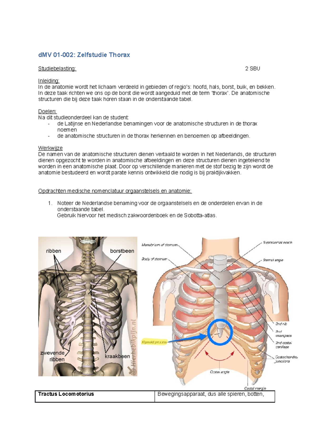 MV Zelfstudie Thorax - DMV 01-002: Zelfstudie Thorax Studiebelasting: 2 ...