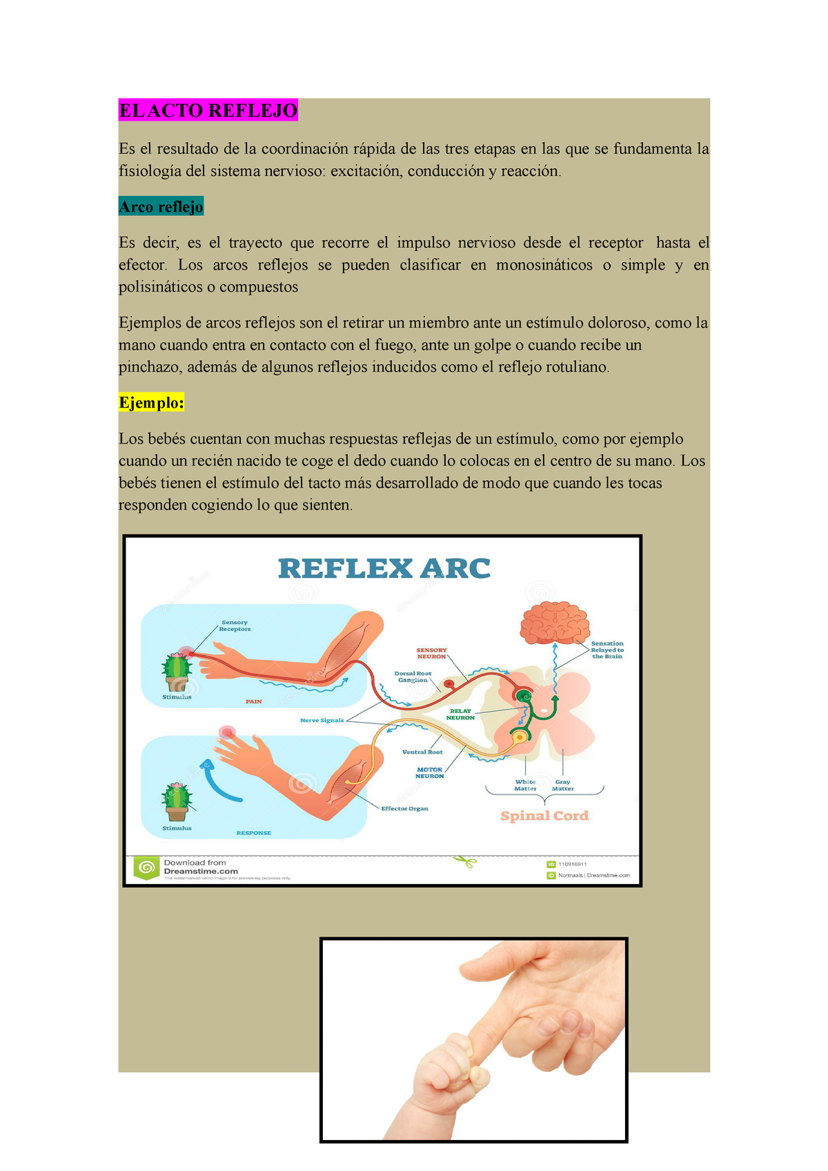 Diagrama del arco reflejo del reflejo rotuliano