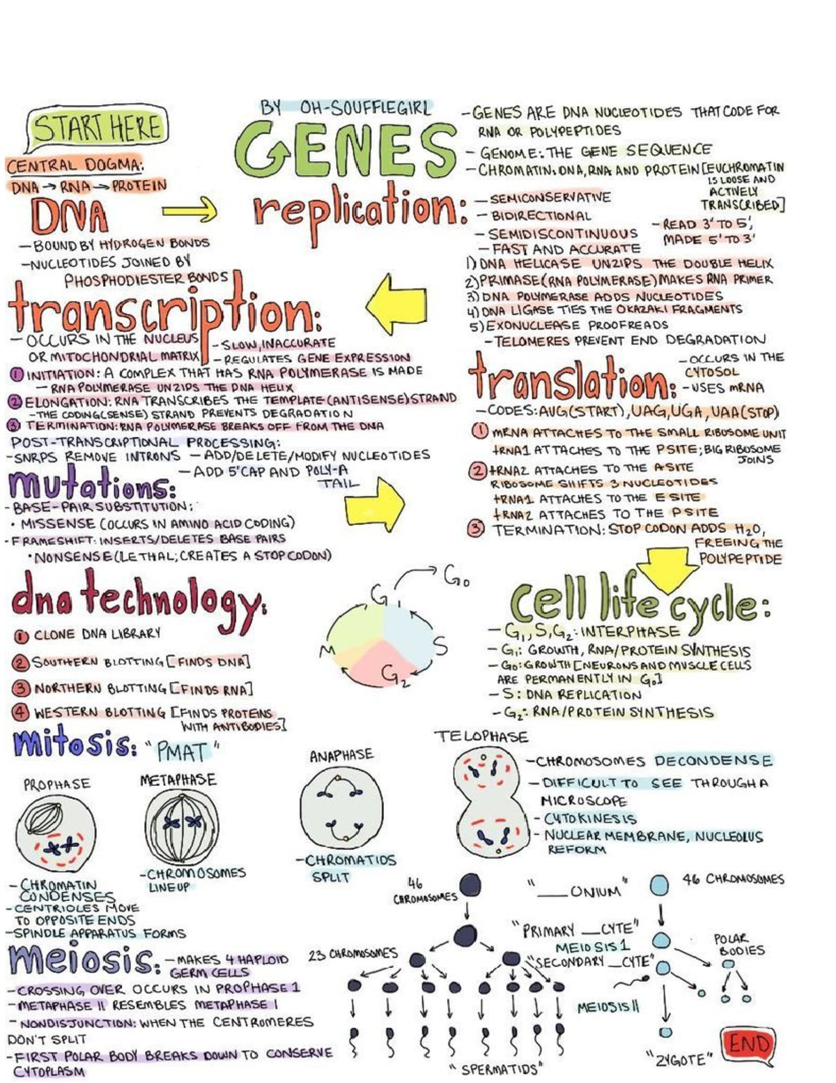 Genes Replication notes - CHEM-C 486 - Studocu
